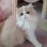 ミヌエット(長足)【愛媛県・男の子・2025年6月17日・クリームタビーアンドホワイト】の写真6