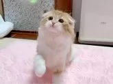 スコティッシュフォールド(折れ耳)【愛媛県・女の子・2024年10月9日・レッドタビーアンドホワイト】の写真6