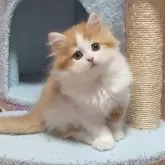 スコティッシュフォールド(立ち耳)【愛媛県・女の子・2025年7月11日・レッドタビーアンドホワイト】の写真7