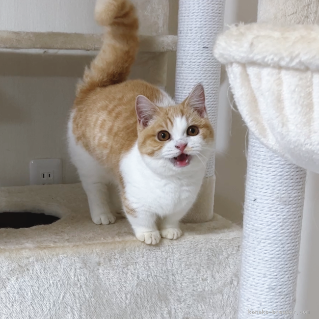 マンチカン【・女の子・2022年2月6日・クリームタビー&amp;ホワイト】