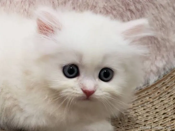 マモデイ 様のお迎えした子猫