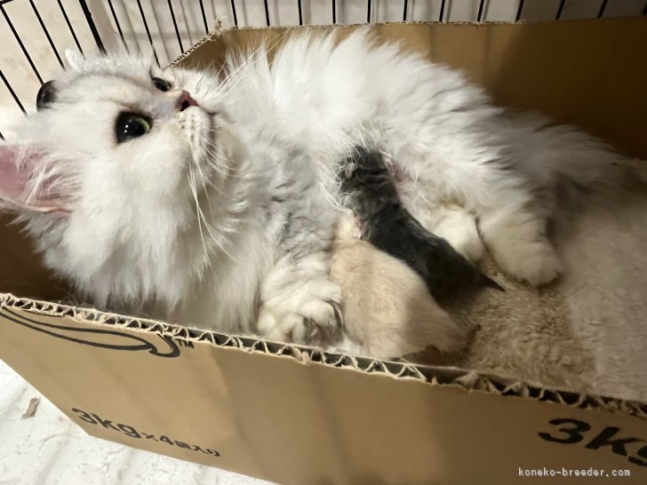 ミヌエット【・女の子・2022年8月15日・シェーテッドトーティシェル】