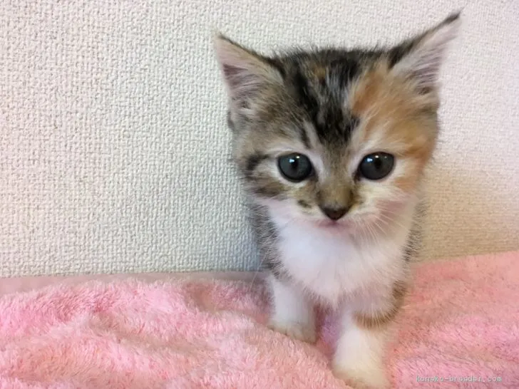 T,T 様のお迎えした子猫