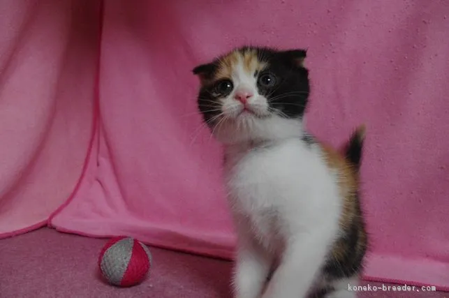 ID：1706-00377の子猫