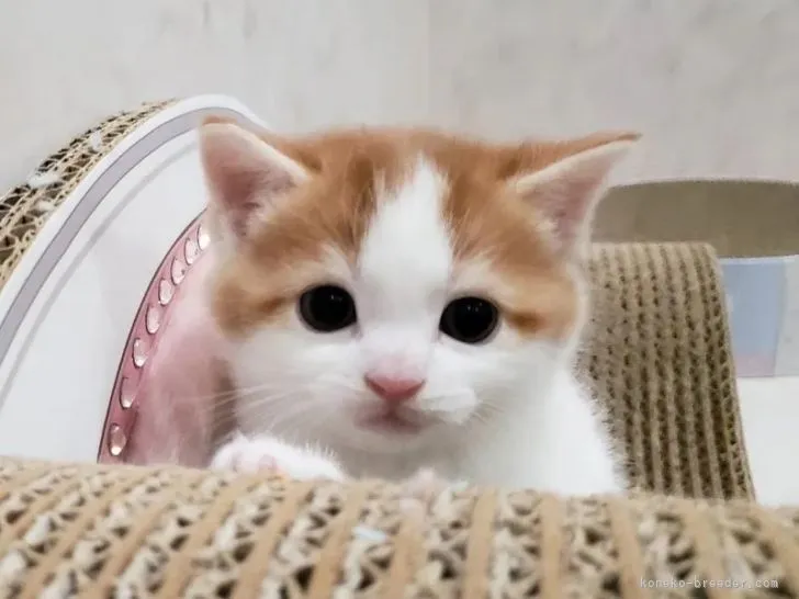 ID：2202-01846の子猫