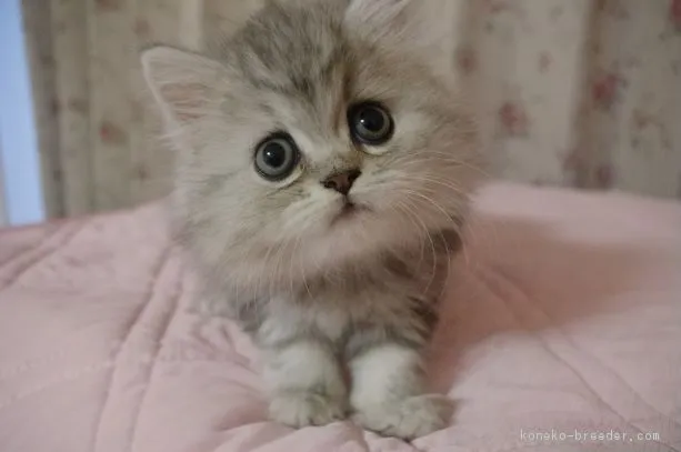 ID：1811-00023の子猫