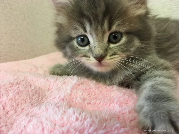 ルー 様のお迎えした子猫