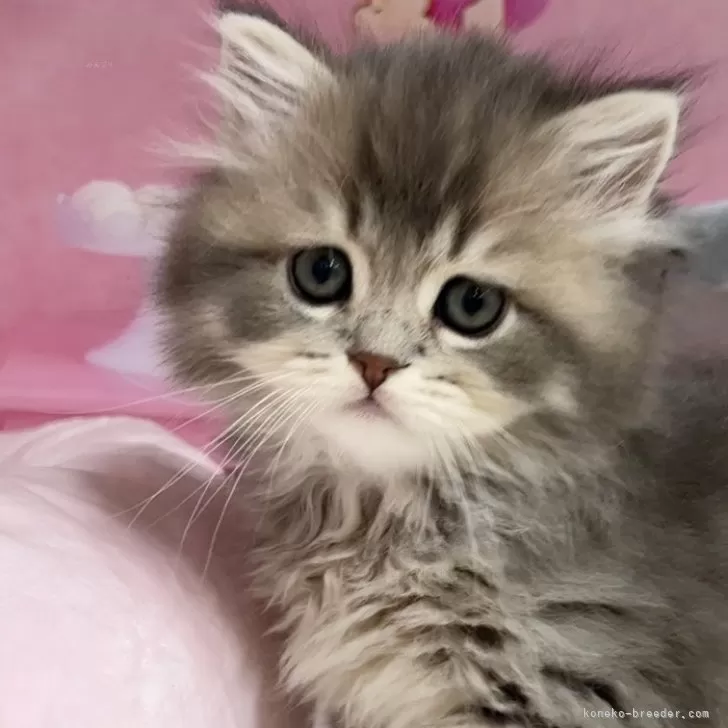 ID：2404-00535の子猫