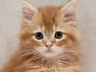 ID：2111-01713の子猫