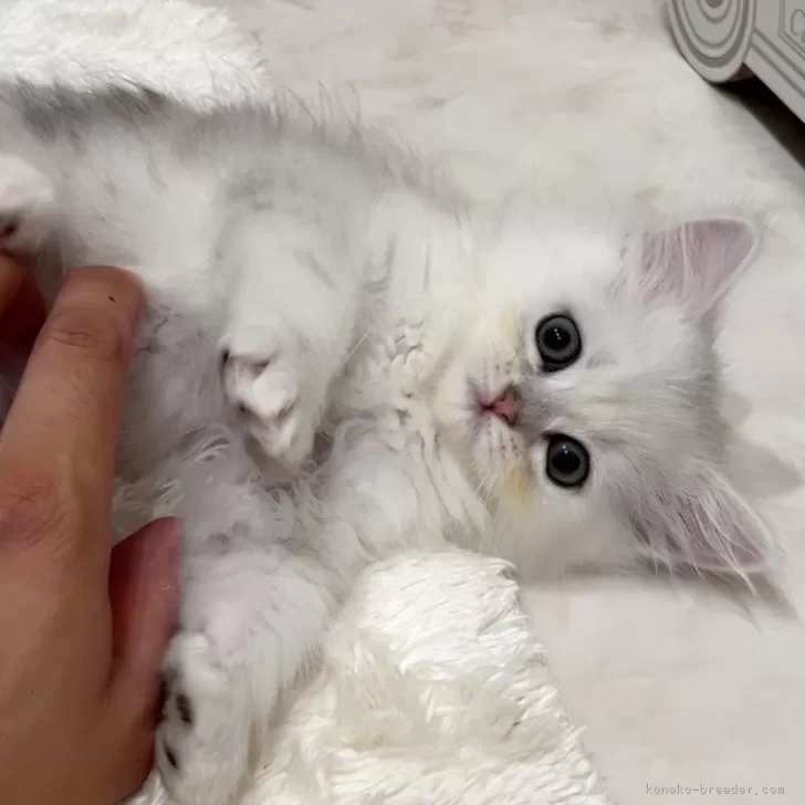 ID：2405-01106の子猫
