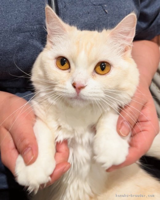 マンチカン【・女の子・2022年2月6日・クリームタビー&amp;ホワイト】