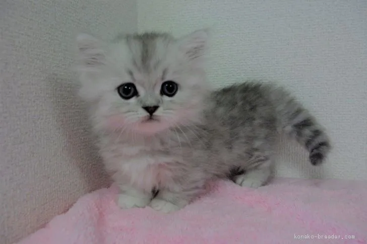 ID：2005-02218の子猫