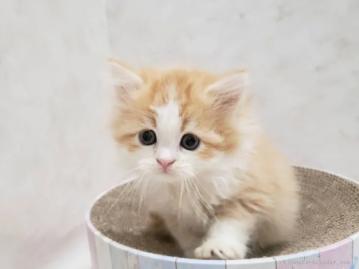 O.S 様のお迎えした子猫