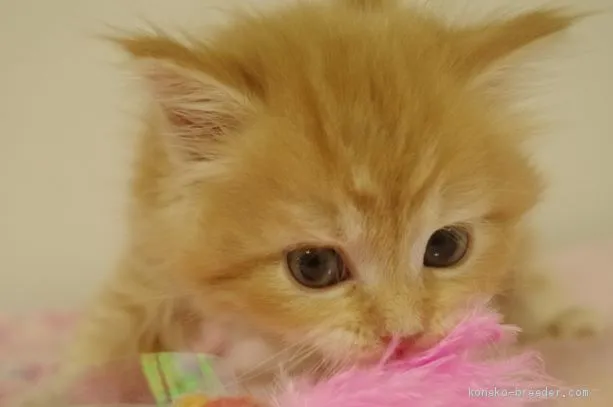 ID：1907-00669の子猫