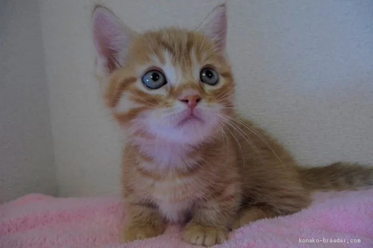 プリン 様のお迎えした子猫