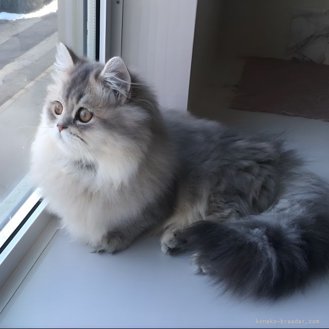 ミヌエット【・女の子・2021年8月31日・ブルークリーム】