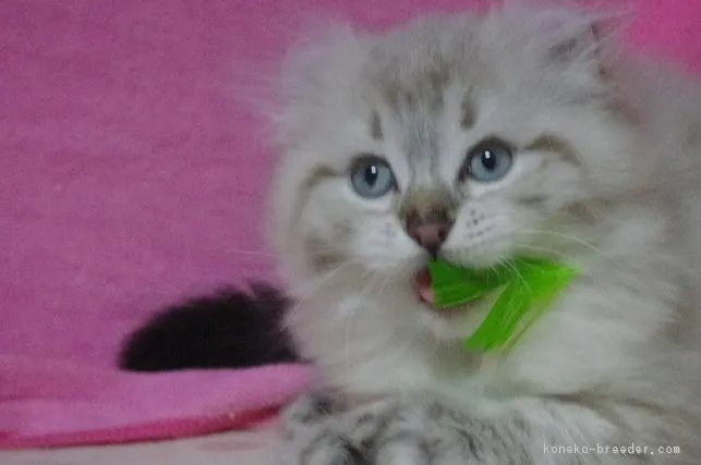 ID：1704-00885の子猫