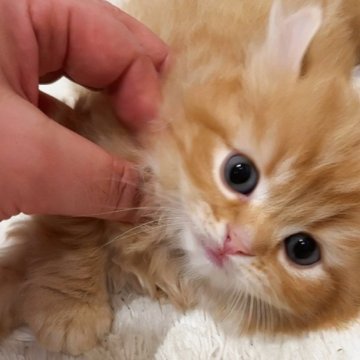 キンカロー【千葉県・男の子・2023年11月7日・レッドタビー（ロング）】の写真「猫腸コロナウイルスフリー&両親遺伝子検査済み」