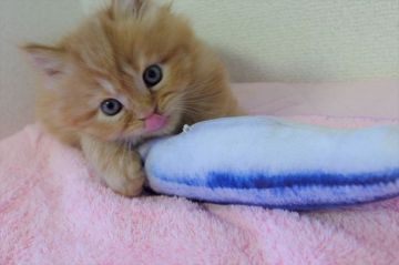 マンチカン(長足)【千葉県・男の子・2020年2月18日・レッドタビー（ロング）】の写真「両親遺伝子検査済み！好奇心旺盛な元気長足君♡」