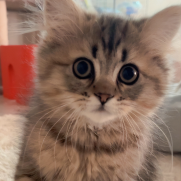 ミヌエット(長足)【千葉県・男の子・2023年1月1日・ブラウンタビー（ロング）】の写真「まんまる垂れ目の長足男の子」