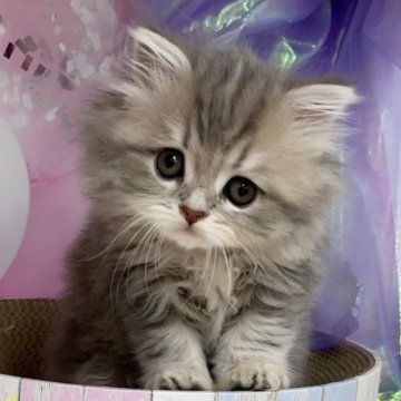 ミヌエット【千葉県・女の子・2024年2月14日・ブルークリームタビー（ロング）】の写真「猫腸コロナウイルスフリー&両親遺伝子検査済み」