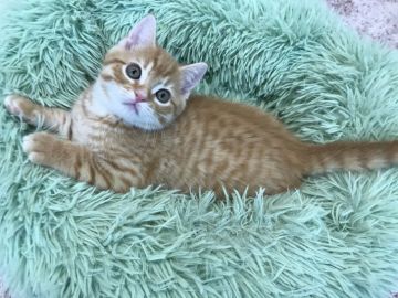 マンチカン(長足)【千葉県・男の子・2020年12月15日・レッドタビー（ショート）】の写真「両親遺伝子検査済み！まんまるお顔の長足くん」