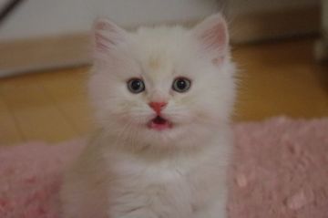 ミヌエット【千葉県・男の子・2018年6月19日・クリームタビー（ロング）】の写真「サマーセール♪まんまるお顔の長足男の子」