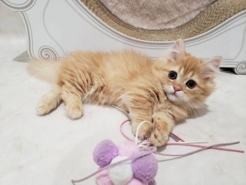 ミヌエット【千葉県・男の子・2021年9月20日・レッドタビー（ロング）】の写真「両親遺伝子検査済み♪もっふもふの短足君」