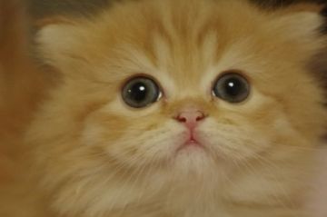 ミヌエット【千葉県・女の子・2019年1月13日・レッドタビー（ロング）】の写真「もっふもふ短足女の子その２」