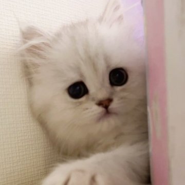 ミヌエット(長足)【千葉県・女の子・2023年3月23日・シルバーパッチドタビー（ロング）】の写真「こぼれ落ちそうな垂れ目♡長足女の子」