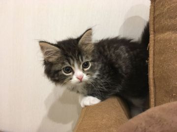 マンチカン(長足)【千葉県・男の子・2020年7月28日・ブラウンタビー&ホワイト（セミロング）】の写真「両親遺伝子検査済み！まる顔靴下君」