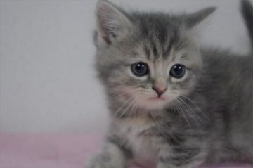 マンチカン(短足)【千葉県・女の子・2020年1月26日・ブルーパッチドタビー（ショート）】の写真「♡ナデナデ大好き！短足ブルーの女の子！」