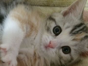 スコティッシュフォールド【千葉県・女の子・2014年12月10日・シルバーパッチドタビー&ホワイト（サラサショートヘア）】の写真「大きな垂れ目の女の子♪」