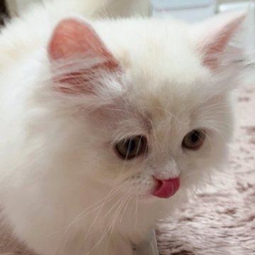 ミヌエット(短足)【千葉県・男の子・2023年4月15日・クリームタビー&ホワイト（ロング）】の写真「お値段見直♪見た目も性格もめちゃかわ♡極短足男の子」