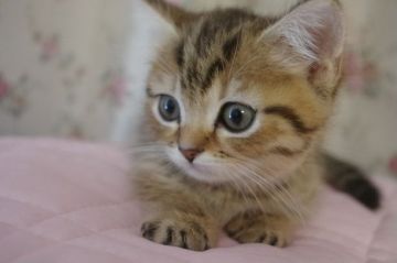 マンチカン(短足)【千葉県・男の子・2018年10月4日・ブラウンタビー（ショート）】の写真「甘えん坊のゴロゴロまるぽて短足君♡」