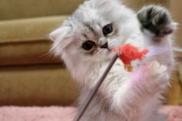 ミヌエット【千葉県・女の子・2018年11月16日・シェーデッドシルバー（ロング）】の写真「ゴロゴロ甘えん坊！長足女の子」