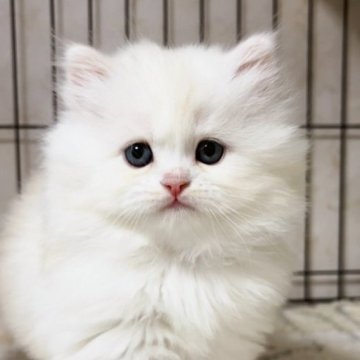 ミヌエット【千葉県・男の子・2023年10月2日・シェルクリーム（ロング）】の写真「優しいクリーム♡両親遺伝子検査済み🎵」