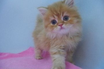 ミヌエット【千葉県・男の子・2017年3月8日・レッドタビー（ロング）】の写真「ずんぐりむっくり、長足男の子」