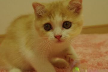 スコティッシュフォールド(折れ耳)【千葉県・女の子・2017年7月7日・レッド&ホワイト（ショート）】の写真「大きなオメメのキラキラぶちゃかわ！」