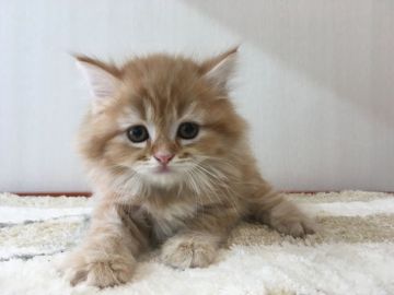 ミヌエット【千葉県・男の子・2020年9月30日・レッドタビー（ロング）】の写真「遺伝子検査済み！もふもふ長足男の子♡」