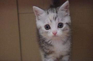 スコティッシュフォールド(立ち耳)【千葉県・女の子・2018年7月20日・シルバーパッチドタビー&ホワイト（ショート）】の写真「大きなたれ目の立ち耳女の子」