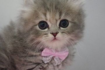 マンチカン【千葉県・女の子・2017年3月8日・ブルーパッチドタビー（ロング）】の写真「綺麗なブルーのふわふわ長足キンカロー」