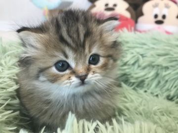 ミヌエット【千葉県・女の子・2020年12月19日・ブラウンパッチドタビー（ロング）】の写真「両親遺伝子検査済み！もっふもふもふポメラニにゃん！」