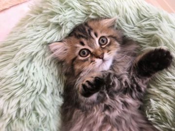 ミヌエット【千葉県・男の子・2020年9月8日・ブラウンタビー（ロング）】の写真「遺伝子検査済み！性格太鼓判！甘えん坊長足君」