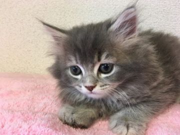 マンチカン(長足)【千葉県・男の子・2020年5月23日・ブルータビー（ロング）】の写真「遺伝子検査済み！綺麗なブルーの長足君」