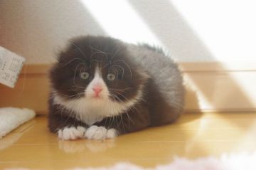 マンチカン(長足)【千葉県・女の子・2018年4月29日・ブラック&ホワイト（セミロング）】の写真「遺伝子検査済み！靴下白黒長足ちゃん」