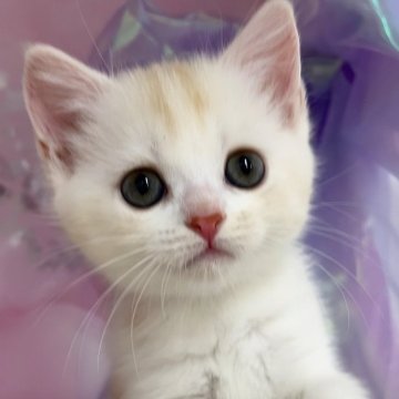 マンチカン(長足)【千葉県・女の子・2024年5月15日・クリームタビー&ホワイト（ショート）】の写真「猫腸コロナウイルスフリー&両親遺伝子検査済み」