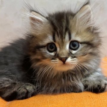 ミヌエット【千葉県・男の子・2023年9月5日・ブラウンタビー（ロング）】の写真「お値段見直し&写真動画更新⭐︎両親遺伝子検査済み🎵」