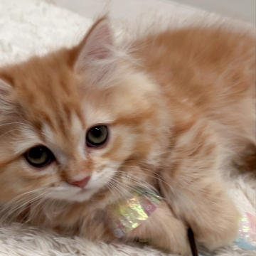 ミヌエット(短足)【千葉県・男の子・2023年1月10日・レッドタビー（ロング）】の写真「3ヶ月になるので極短足の美男子値段控えめで♡」