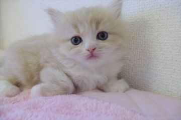 マンチカン(長足)【千葉県・女の子・2020年2月18日・クリームタビー&ホワイト（ロング）】の写真「両親遺伝子検査済み！ぶちゃ顔もふもふ長足女の子♡」